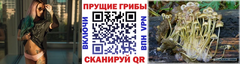 Купить где  Топки  Псилоцибиновые грибы мицелий 